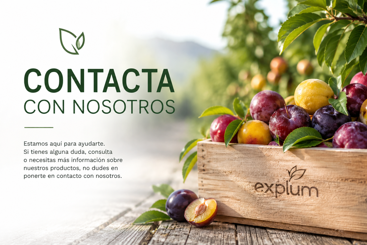 Contacta Contacta